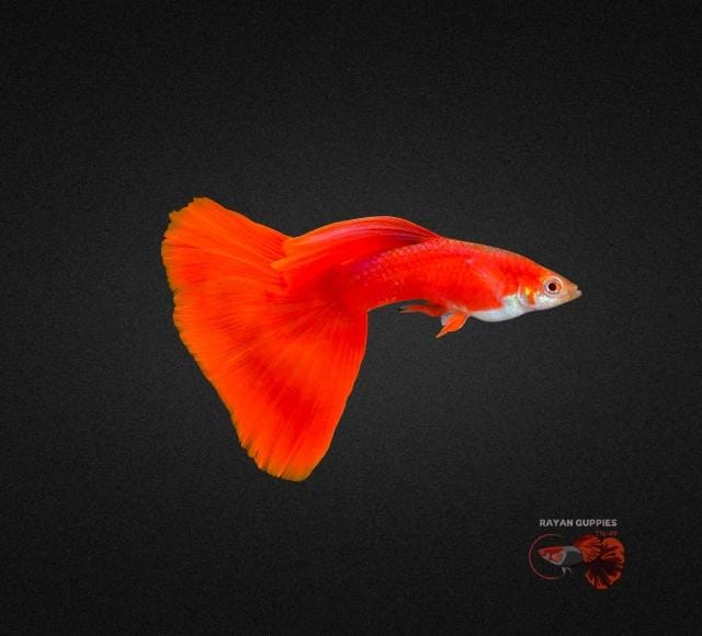 Albino Full Red Guppy Premium Quality